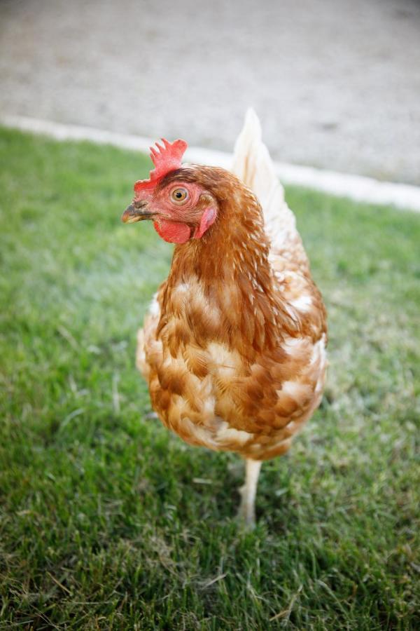 מלון Devrouze La Ferme De La Chassagne מראה חיצוני תמונה